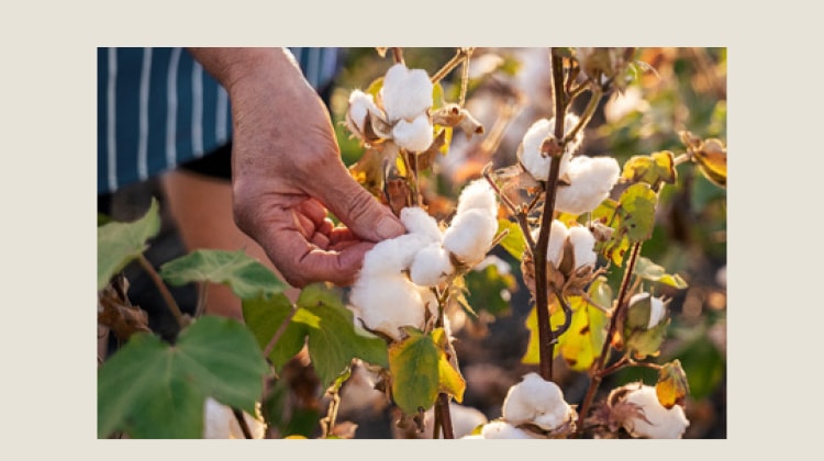 InfoBanner_PDP_Mobil_Organic_Cotton_750x420px InfoBanner_PDP_Mobil_Organic_Cotton_750x420px