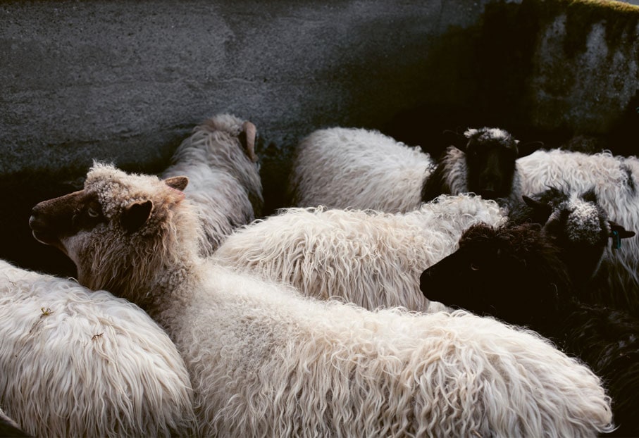 Merino Classics Eine Herde von Schafen