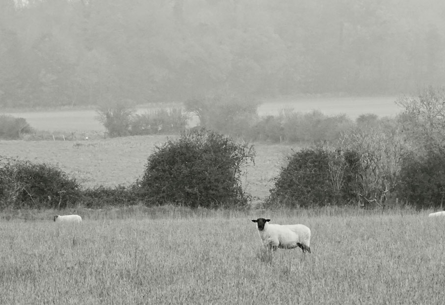 Schwarz-weiß Fotografie mit zwei grasenden Schafen auf einer weiten Wiese.