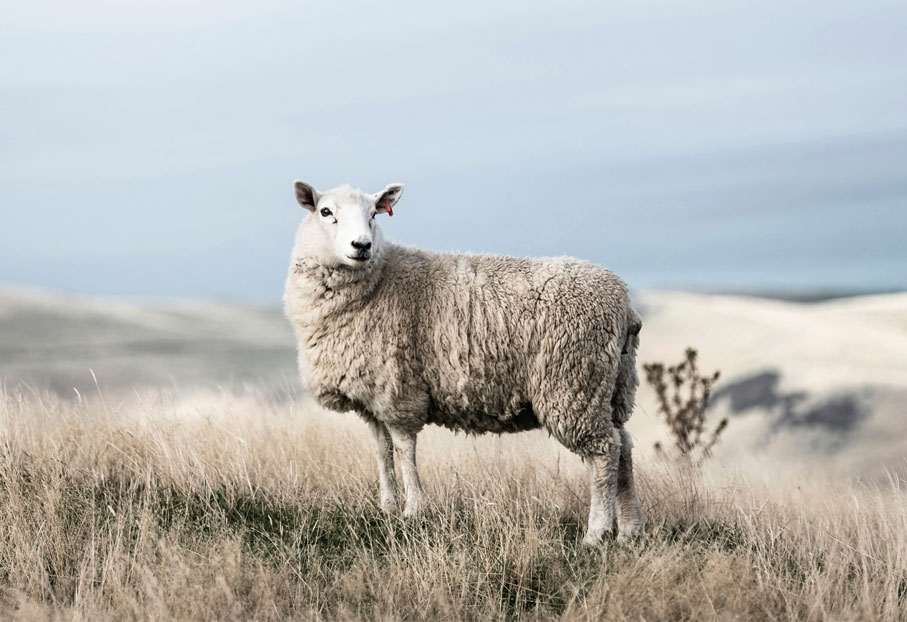 Merinoschaf auf Hügelwiese. Ursprung extrafeiner, mulesingfreier Merinowolle für Merino Air Qualität.