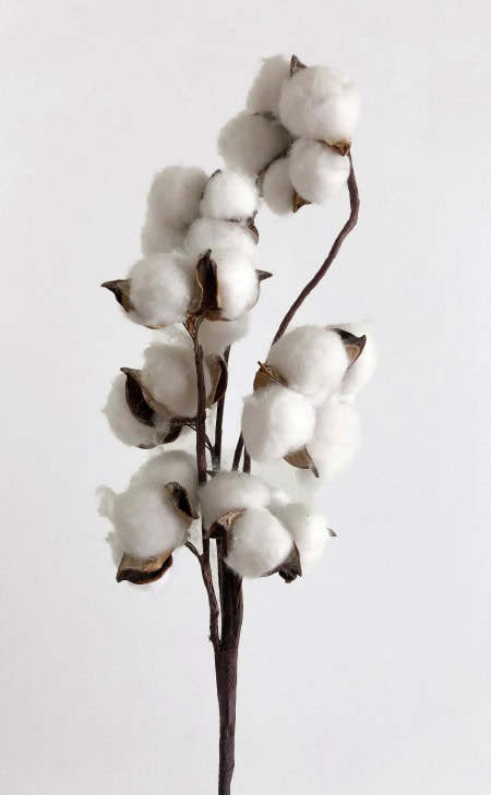 Zweig mit weißen Baumwollblüten, Symbol für natürliche Fasern und nachhaltige Textilien.