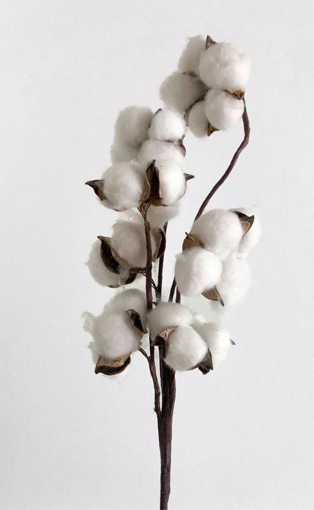 Baumwollzweig mit weichen Faserkapseln, pur und natürlich präsentiert – hochwertige Cotton‑Fasern für leichte Premium‑Materialmischungen.