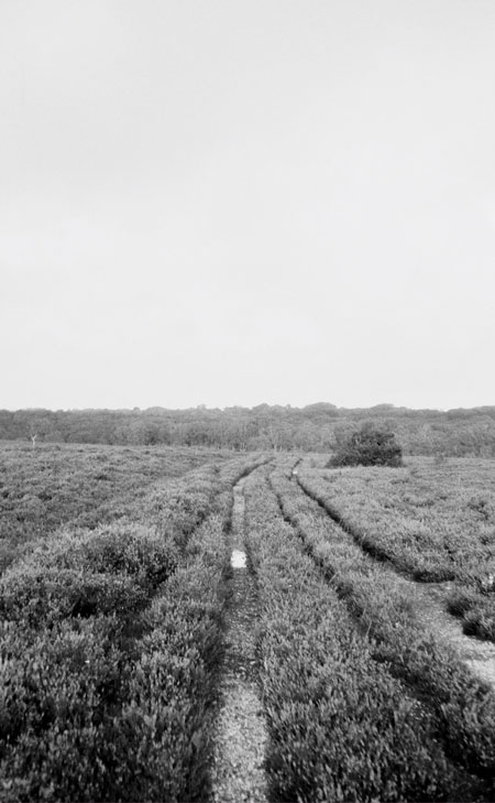 Weite Naturkulisse mit offenen Feldern und sanften Linien, ruhig und minimalistisch inszeniert für eine natürliche, klare Premium‑Ästhetik.