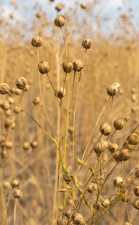 Reife Flachskapseln in natürlicher Landschaft, hochwertig inszeniert – Ursprung feiner Linen‑Fasern für moderne Premium‑Mode.