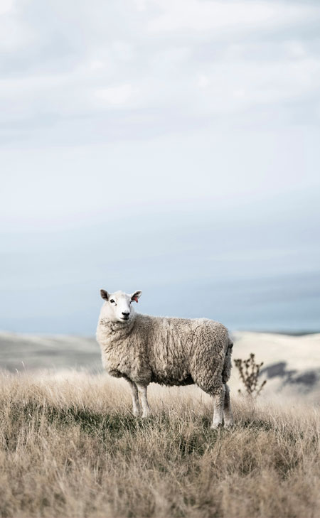 Merinoschaf in weiter Hügellandschaft, ruhig und klar inszeniert – Ursprung hochwertiger, mulesingfreier Merinowolle für Premium‑Strickmode.