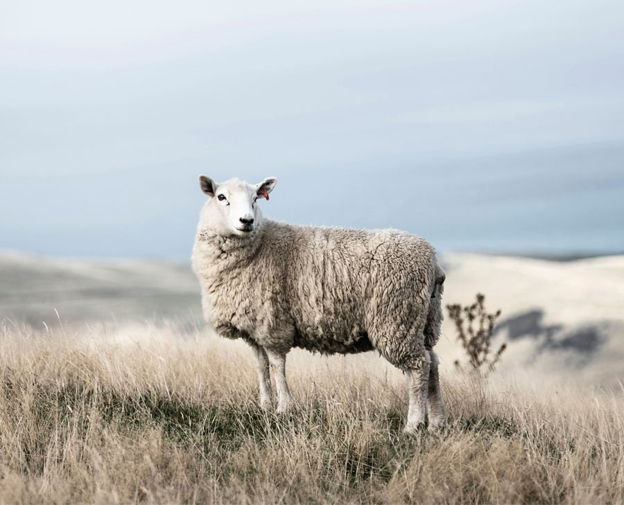 Merinoschaf in weiter Hügellandschaft, ruhig und klar inszeniert – Ursprung hochwertiger, mulesingfreier Merinowolle für Premium‑Strickmode.