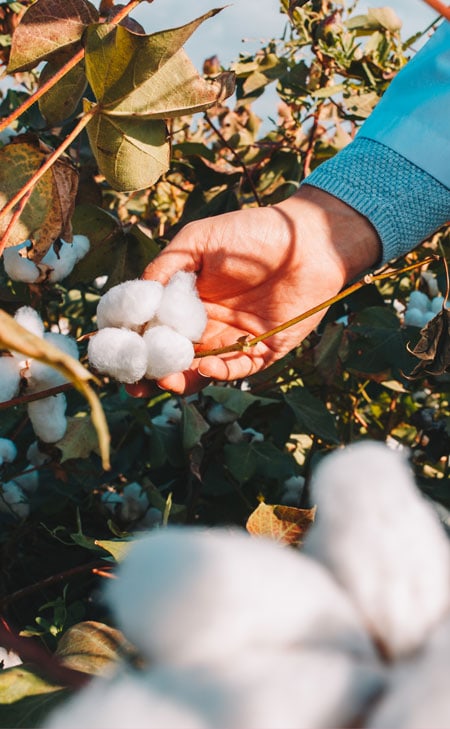 Hand greift nach reifer Baumwolle am Strauch, natürlich und hochwertig inszeniert – Ursprung feiner Organic‑Cotton Materialien.