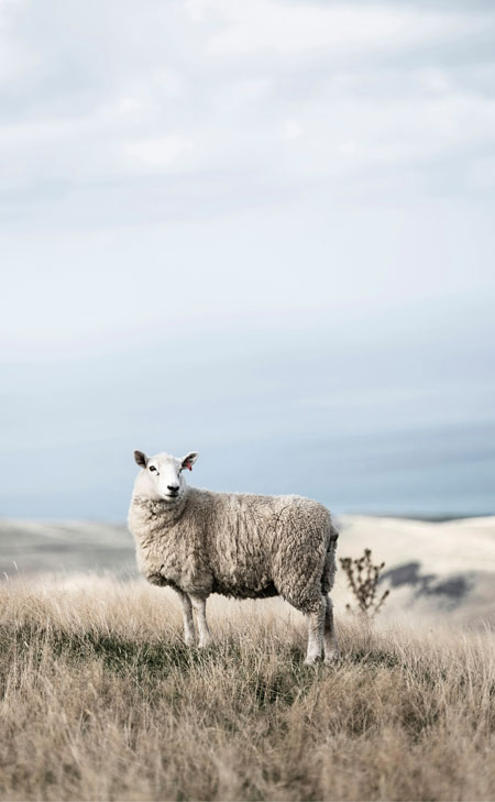 Merinoschaf in weiter Hügellandschaft, ruhig und klar inszeniert – Ursprung hochwertiger, mulesingfreier Merinowolle für Premium‑Strickmode.